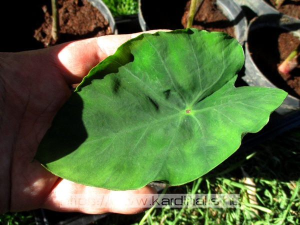 Colocasia növény eladó